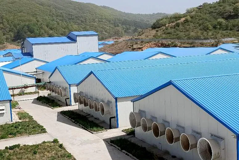 steel cattle buildings