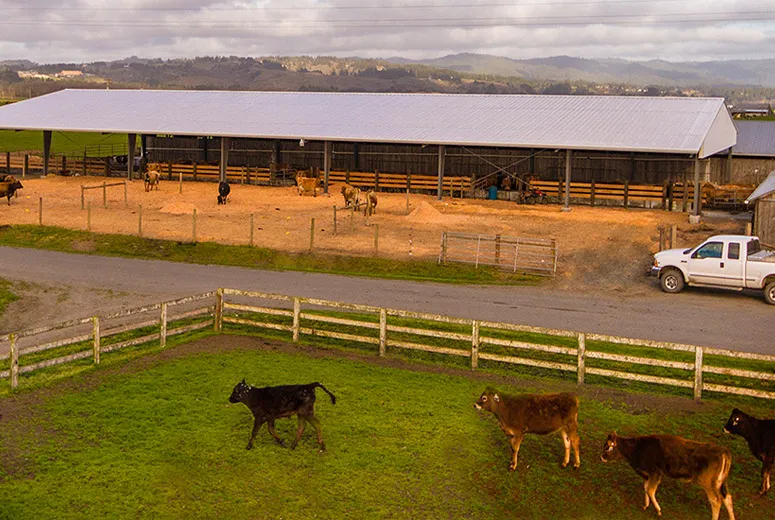 Steel Cattle Livestock Farming