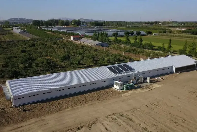 Steel Structure Poultry House - Tailored Solutions