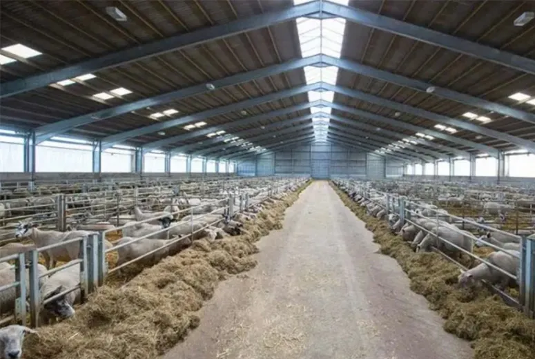 metal rearing sheds